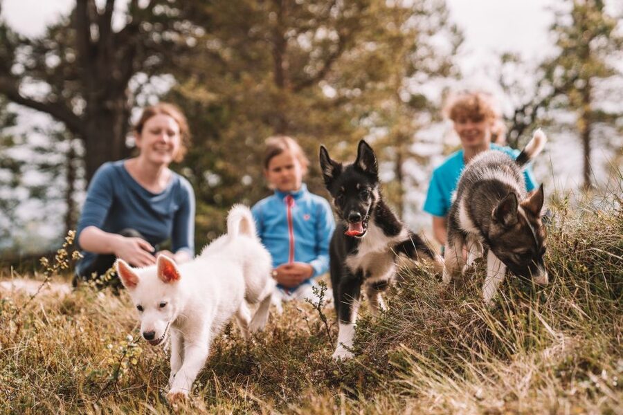 Tromsø: Puppy Training at the Husky Kennel with Lunch - Walking and training the dogs outdoors