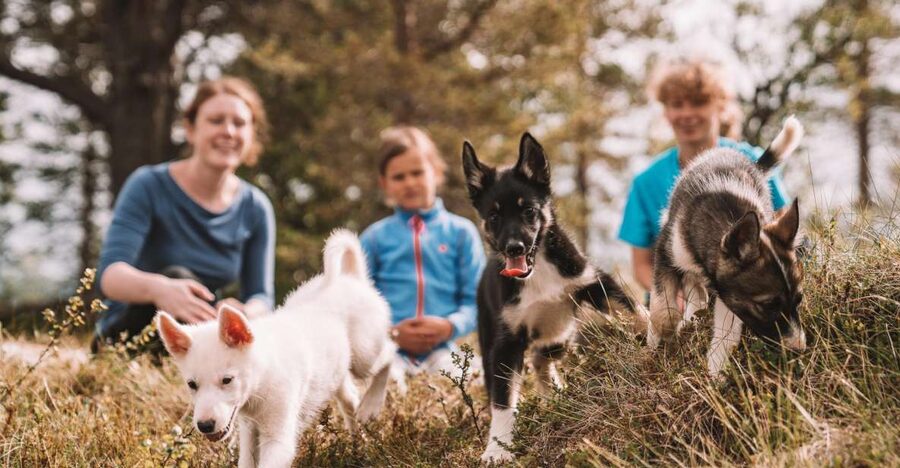 Tromsø: Puppy Training at the Husky Kennel with Lunch - Is $172 a fair price?