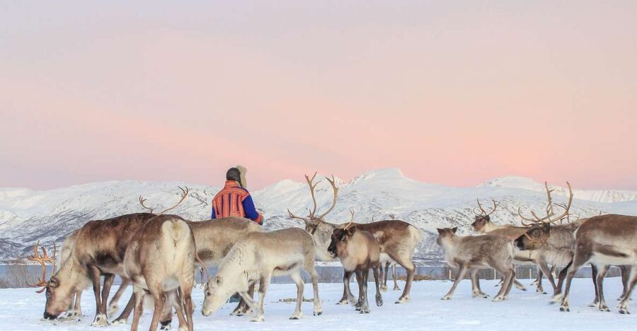 Tromsø: Reindeer Camp and Sami Cultural Tour with Lunch - From Tromsø harbor to the reindeer ranch