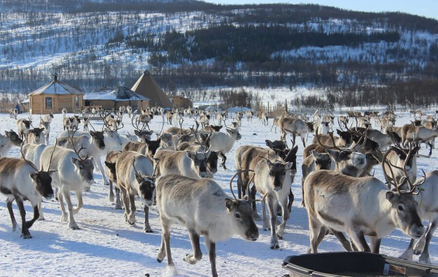 Tromsø: Reindeer Camp and Sami Cultural Tour with Lunch - Warming up in the lavvu