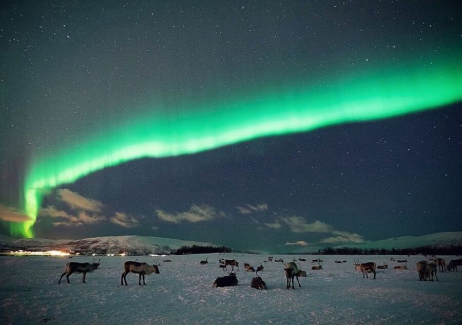 Tromsø: Reindeer Camp Dinner with Chance of Northern Lights - Lavvu fires, hot drinks, and a useful winter pause