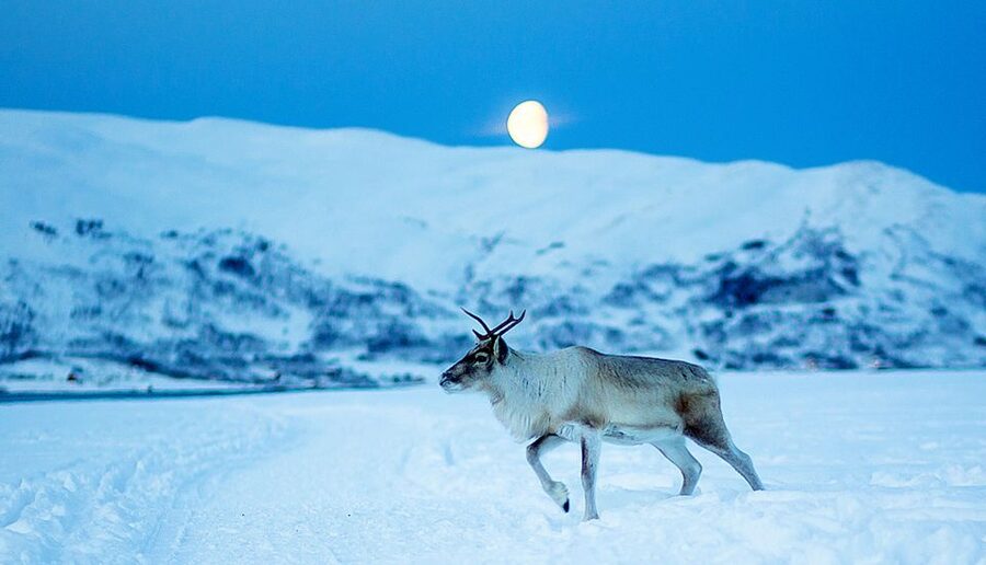 Tromsø: Reindeer Camp Dinner with Chance of Northern Lights - A three-course dinner with bidos at the center