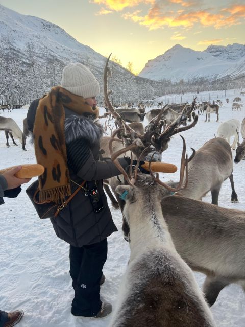 Tromsø: Reindeer Experience at a Sami Camp - Meeting a Sami family at the camp