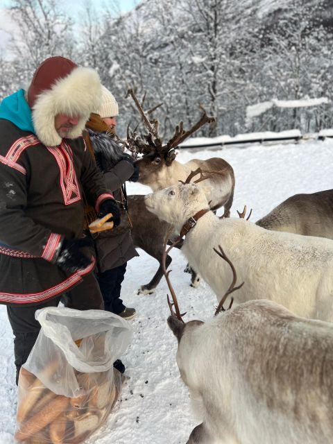 Tromsø: Reindeer Experience at a Sami Camp - Feeding the reindeer up close