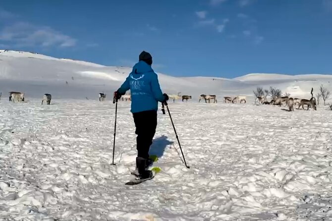 Tromso: Reindeer Feeding and Snowshoeing Tour with Lunch - A practical half-day with a few limits