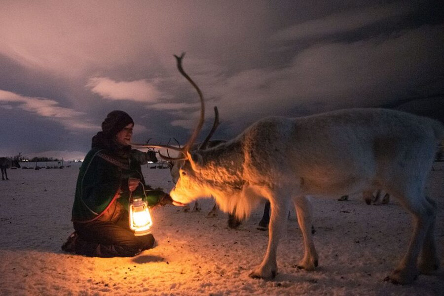 Tromsø: Reindeer Sled, Dinner, and Chance of Northern Lights - Key points to know before booking
