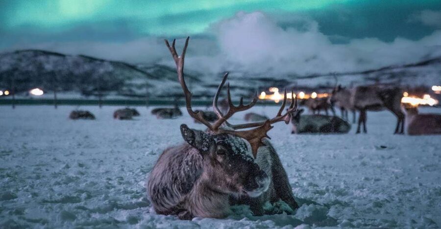 Tromsø: Reindeer Sled, Dinner, and Chance of Northern Lights - A nighttime introduction to Sami life