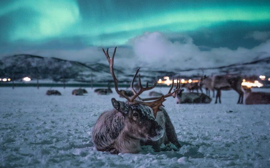 Tromsø: Reindeer Sled, Dinner, and Chance of Northern Lights - Feeding a herd of 300 reindeer