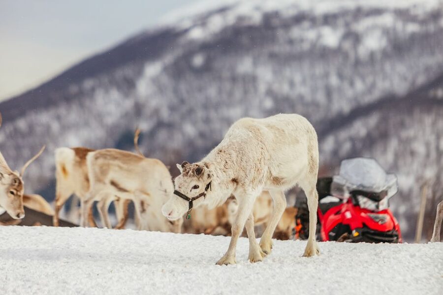 Tromsø: Reindeer Sledding & Feeding with a Sami Guide - Key points to know before you go