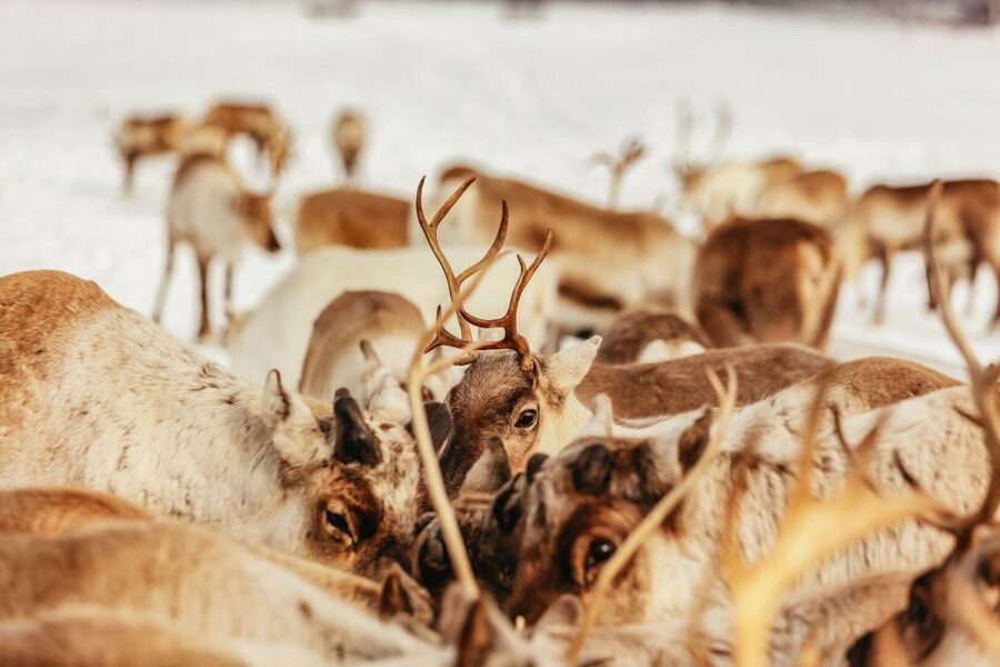 Tromsø: Reindeer Sledding & Feeding with a Sami Guide - Why the reindeer herd is more than a photo stop