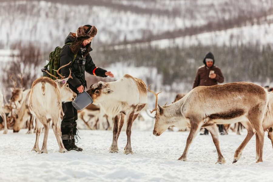 Tromsø: Reindeer Sledding & Feeding with a Sami Guide - Meeting the Sami hosts around the fire