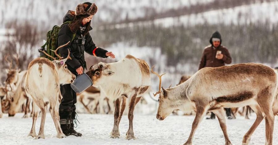 Tromsø: Reindeer Sledding & Feeding with a Sami Guide - Feeding the reindeer by hand