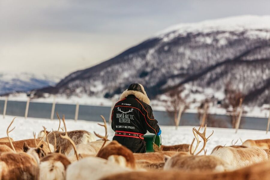 Tromsø: Reindeer Sledding & Feeding with a Sami Guide - A peaceful ride through the snow