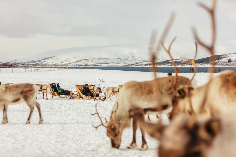 Tromsø: Reindeer Sledding & Feeding with a Sami Guide - Stories, spirituality, and a traditional joik