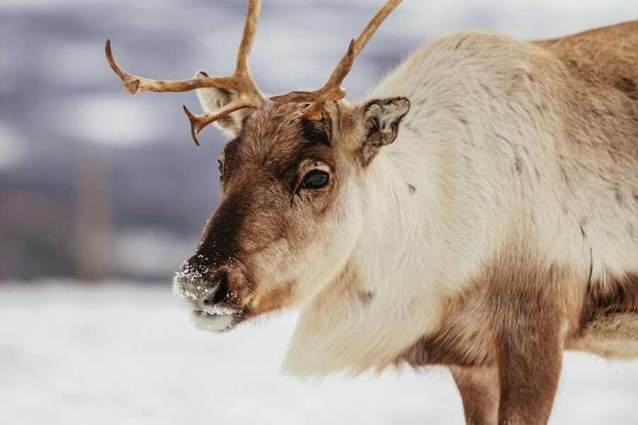 Tromsø: Reindeer Sledding & Feeding with a Sami Guide - Price, group size, and overall value
