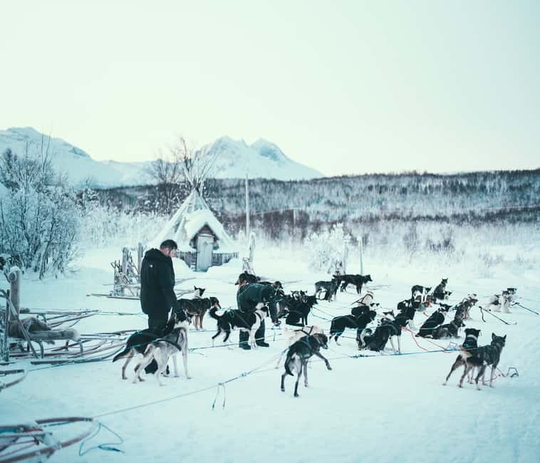 Tromsø: Self-Drive Husky Dog Sledding Adventure - Key points at a glance
