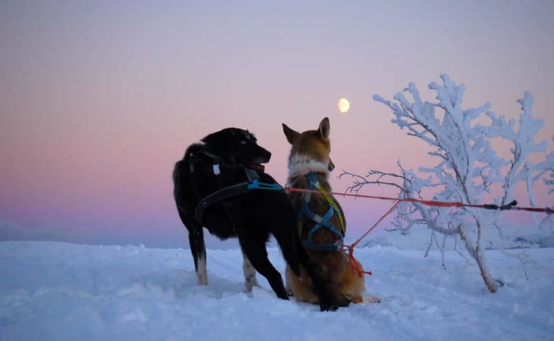 Tromsø: Self-Drive Husky Dog Sledding Adventure - Should you book the husky sledding trip?