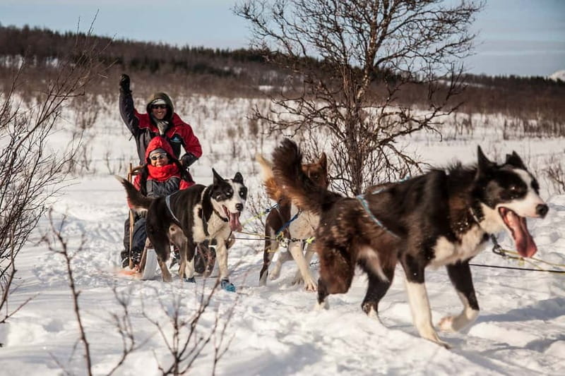 Tromsø: Self-Drive Husky Dog Sledding Adventure - Why self-drive sledding feels different