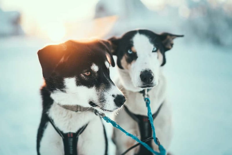 Tromsø: Self-Drive Husky Dog Sledding Adventure - Getting dressed for Arctic conditions