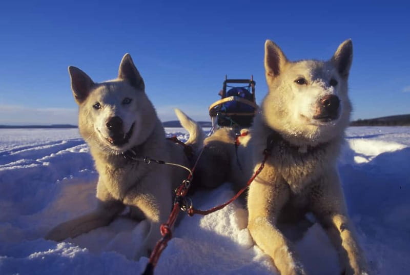 Tromsø: Self-Drive Husky Dog Sledding Adventure - The 70 to 80-minute sled run