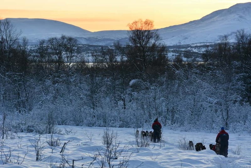 Tromsø: Self-Drive Husky Dog Sledding Adventure - Fire, cake, and a quieter look at the kennel