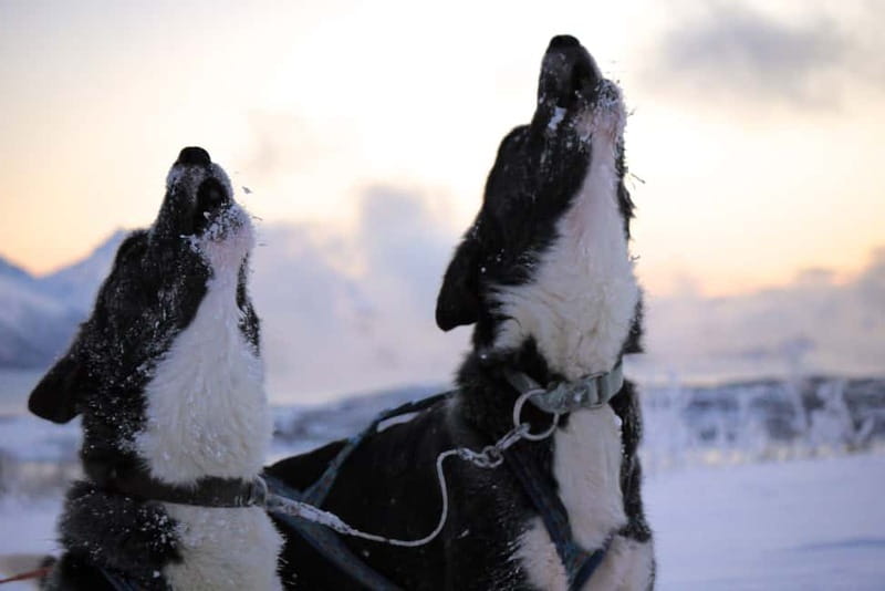 Tromsø: Self-Drive Husky Dog Sledding Adventure - Who should book this Tromsø experience?