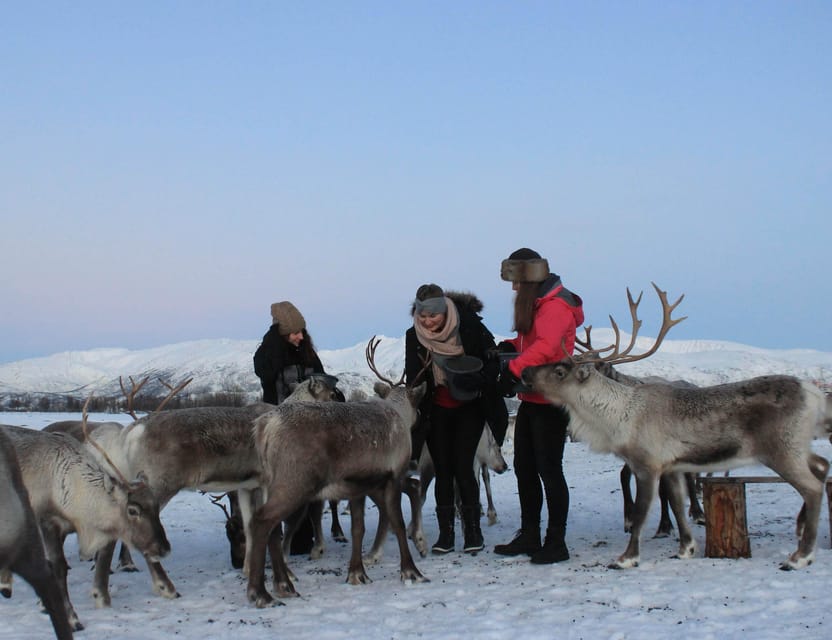 Tromsø: Snowshoeing Tour & Reindeer Encounter with Lunch - Meeting the reindeer before the hike