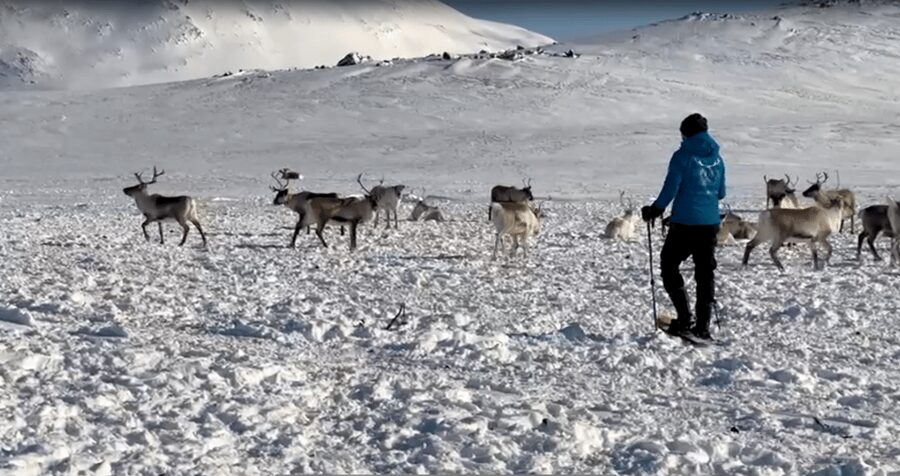 Tromsø: Snowshoeing Tour & Reindeer Encounter with Lunch - Sami culture beyond a photo stop
