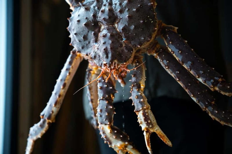 Tromsø: Tasty King Crab Adventure - Key details before you book