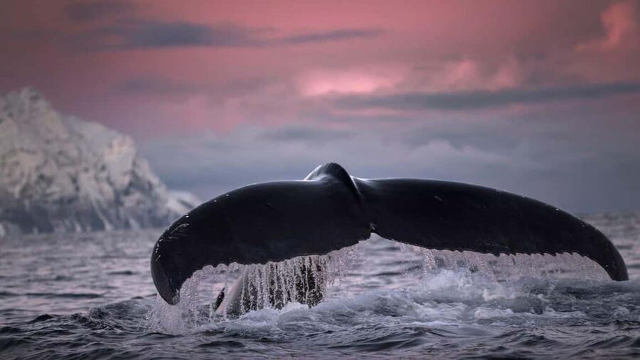 Tromsø Whale Safari with MS Gabriele - Arctic scenery and extra wildlife
