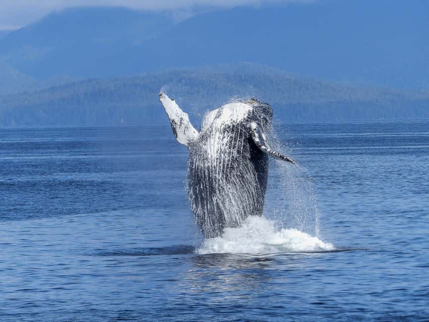 Tromsø Whale Safari with MS Gabriele - How much value do you get for $207?