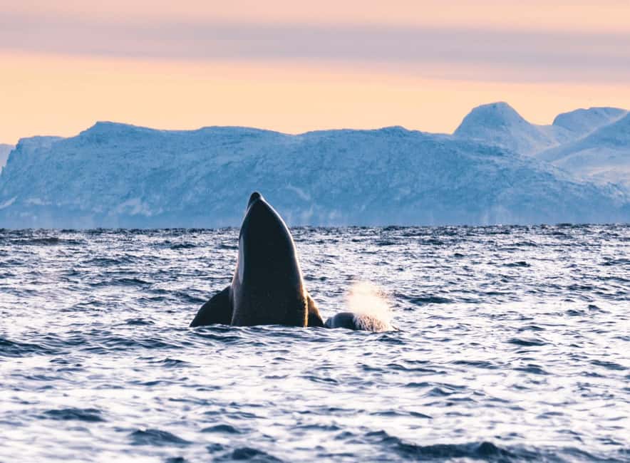 Tromsø Whale Safari with MS Keiser Wilhelm - Finding orcas and humpback whales
