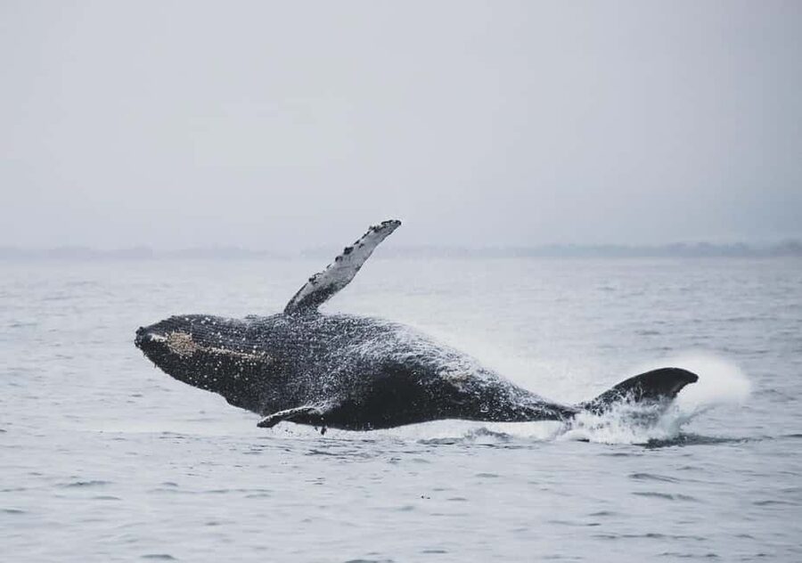 Tromsø Whale Safari with MS Keiser Wilhelm - Inside warmth or outside photographs