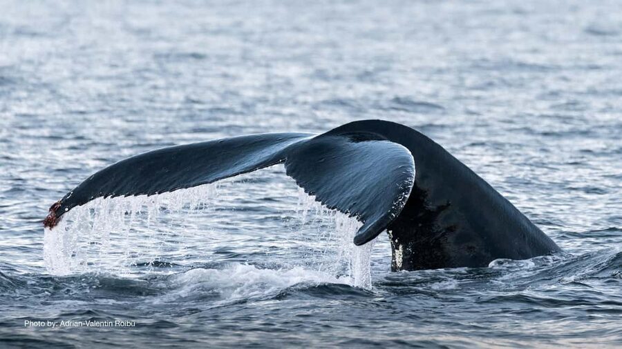 Tromsø: Whale Watching Tour by Hybrid-Electric Boat - Key details before you book