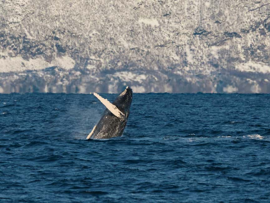 Tromsø: Whale Watching Tour by Hybrid-Electric Boat - Why this Tromsø whale tour takes all day
