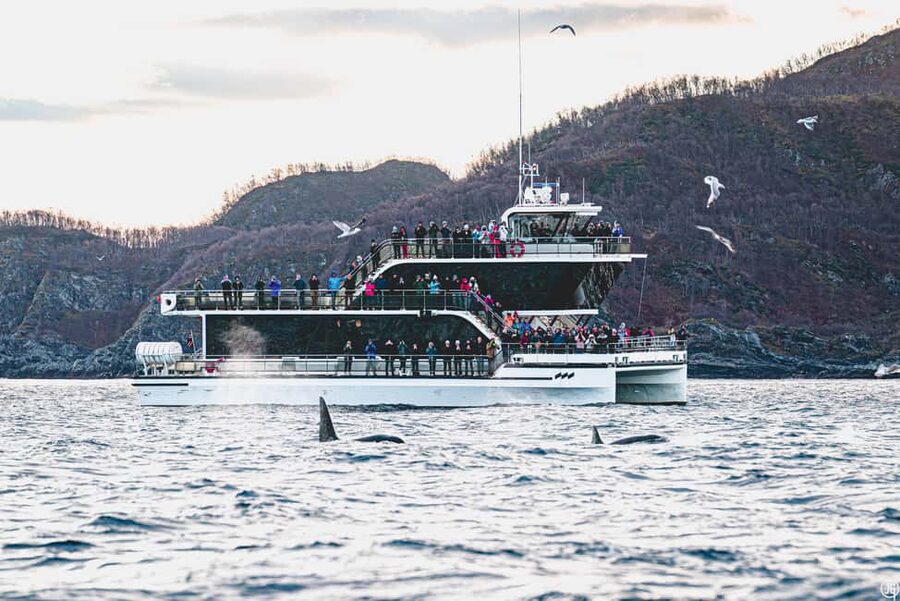 Tromsø: Whale Watching Tour by Hybrid-Electric Boat - The ride through Tromsø’s Arctic fjords