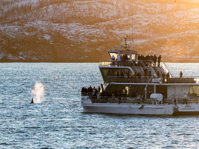 Tromsø: Whale Watching Tour by Hybrid-Electric Boat - What whale watching looks like from a large boat