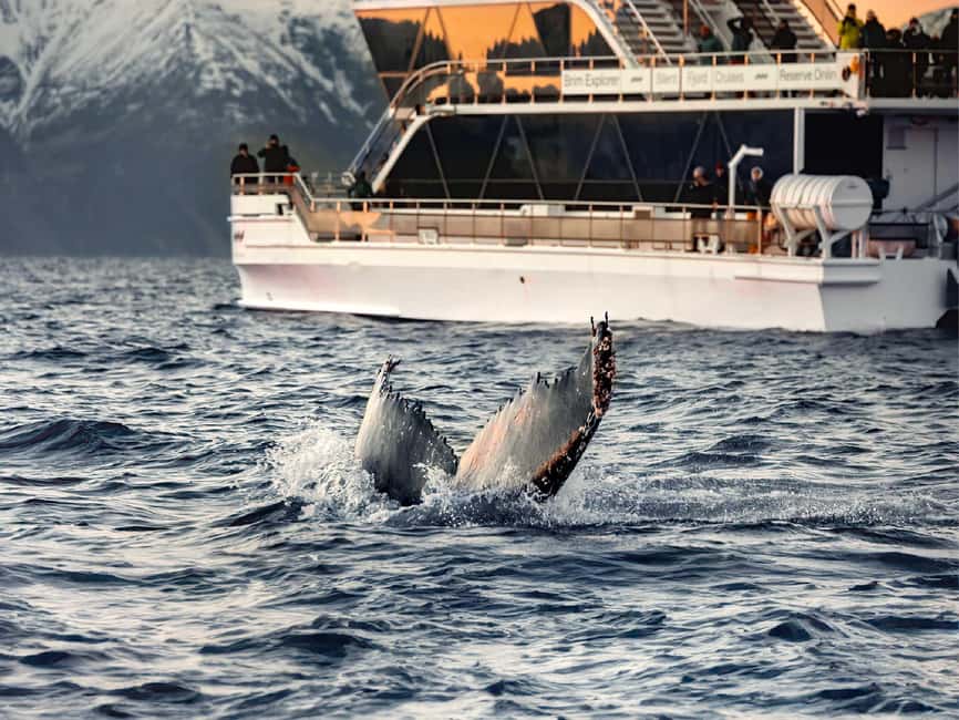 Tromsø: Whale Watching Tour by Hybrid-Electric Boat - Food, warmth, and the long return