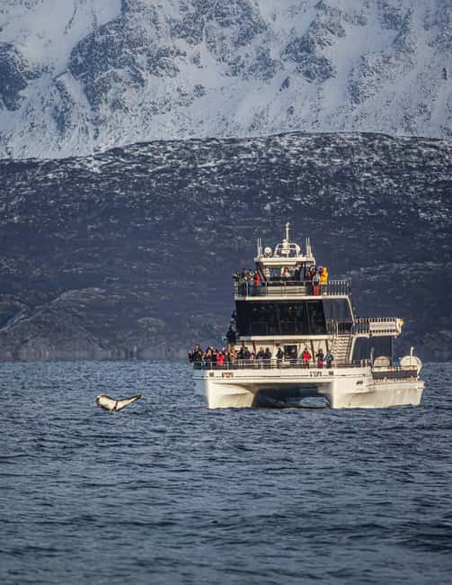 Tromsø: Whale Watching Tour by Hybrid-Electric Boat - Meeting the boat at Kaigata 6