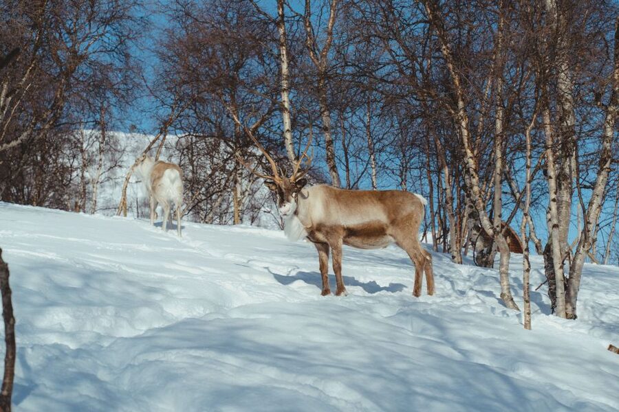 True Locals of the Arctic: Reindeer Sledding at Camp Tamok - From Tromsø to the quiet of Tamokdalen
