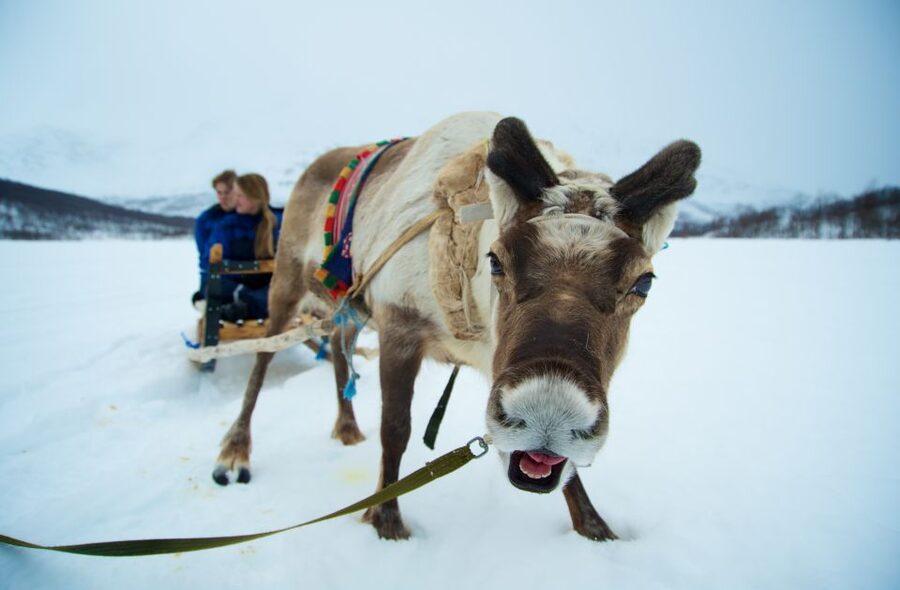 True Locals of the Arctic: Reindeer Sledding at Camp Tamok - Getting dressed for Arctic cold at Camp Tamok