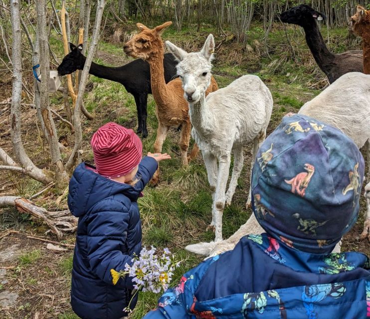 Vik i Sogn: Authentic Farm Visit - Meeting the Alpacas at Steim