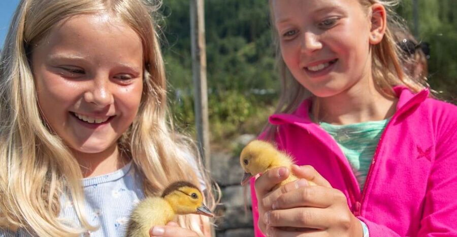 Vik i Sogn: Authentic Farm Visit - How the 80-Minute Visit Unfolds