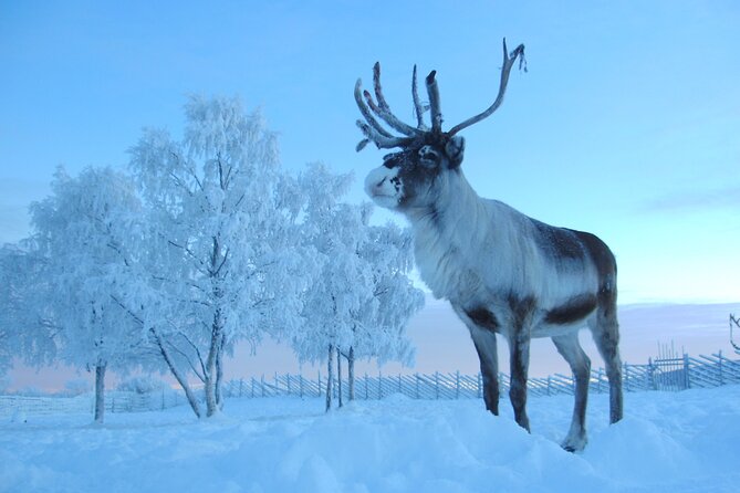 Visit the Sami and Reindeer in a Day Trip from Abisko - From Abisko to Sami country in Jukkasjärvi