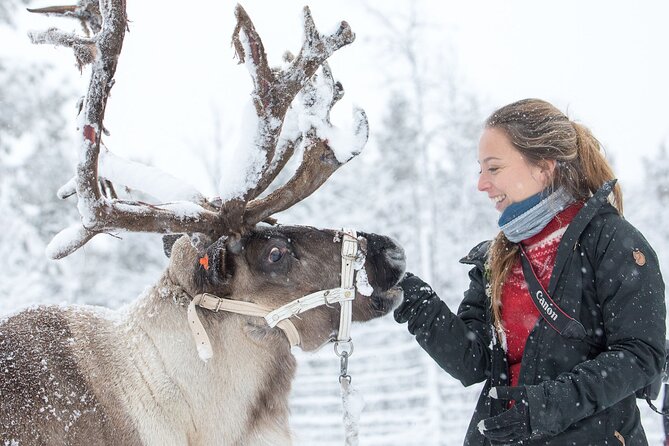Visit the Sami and Reindeer in a Day Trip from Abisko - Feeding the reindeer with Arctic moss