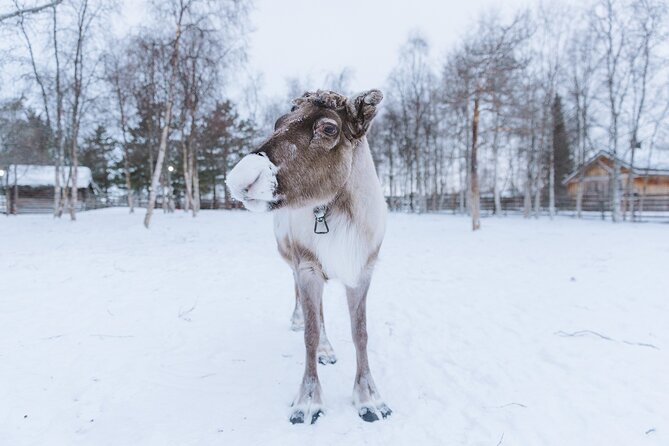 Visit the Sami and Reindeer in a Day Trip from Abisko - Who will enjoy this experience most