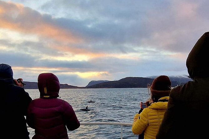 Whale Safari in Tromso - Quick facts for your whale-watching day
