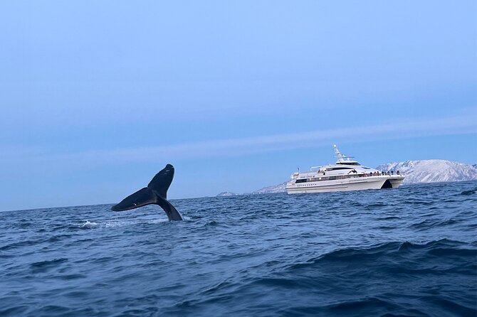 Whale Safari in Tromso - The long run from Tromsø to whale country