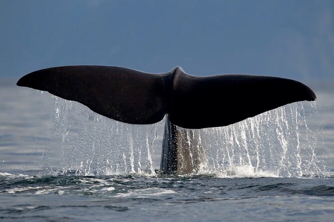 Whale Safari in Tromso - What to bring for cold, wind, and spray