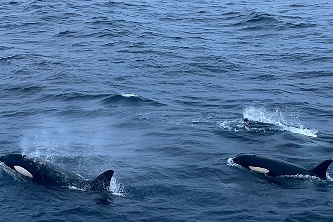 Whale Safari in Tromso - Who will enjoy this most?